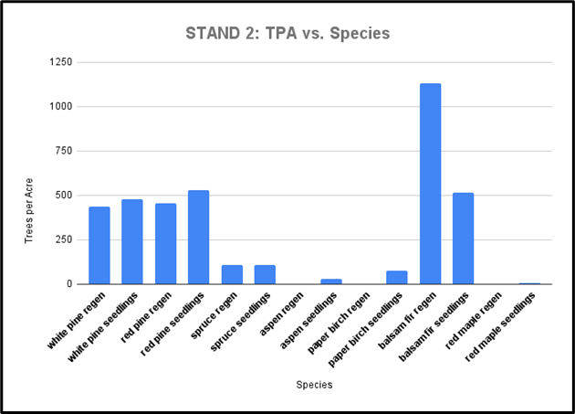 There's ample pine regeneration in this stand but almost 1500 TPA total of balsam fir. 