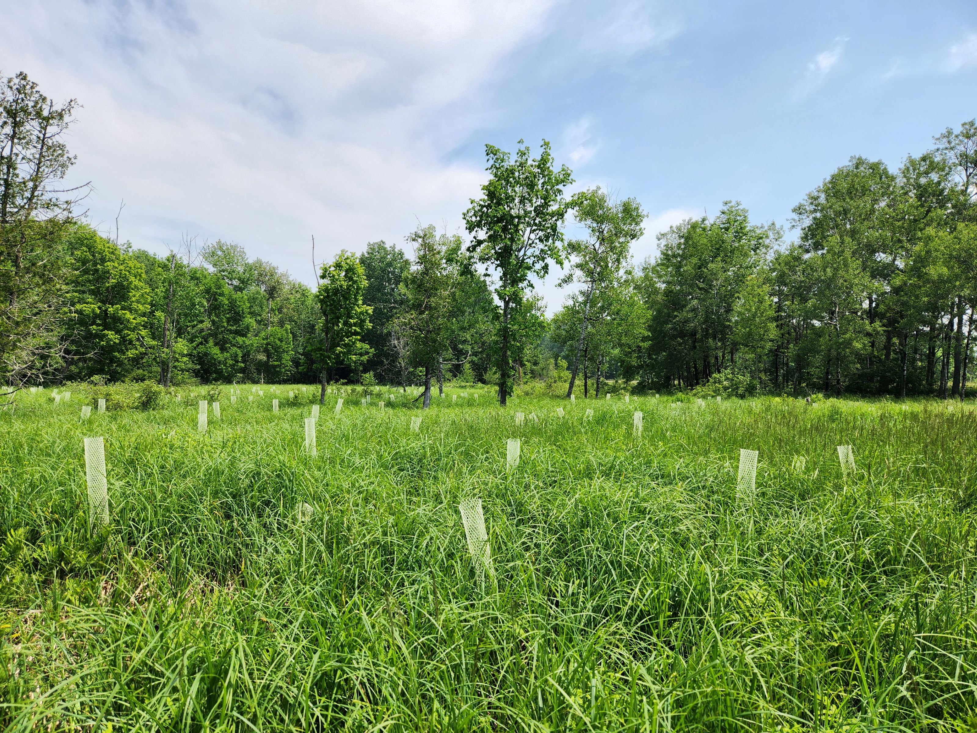 Cones around tree seedlings poke above wetland sedges. 
