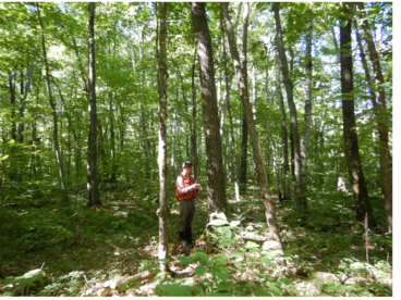 Forester taking an increment core on a red oak tree to assess radial growth since thinning