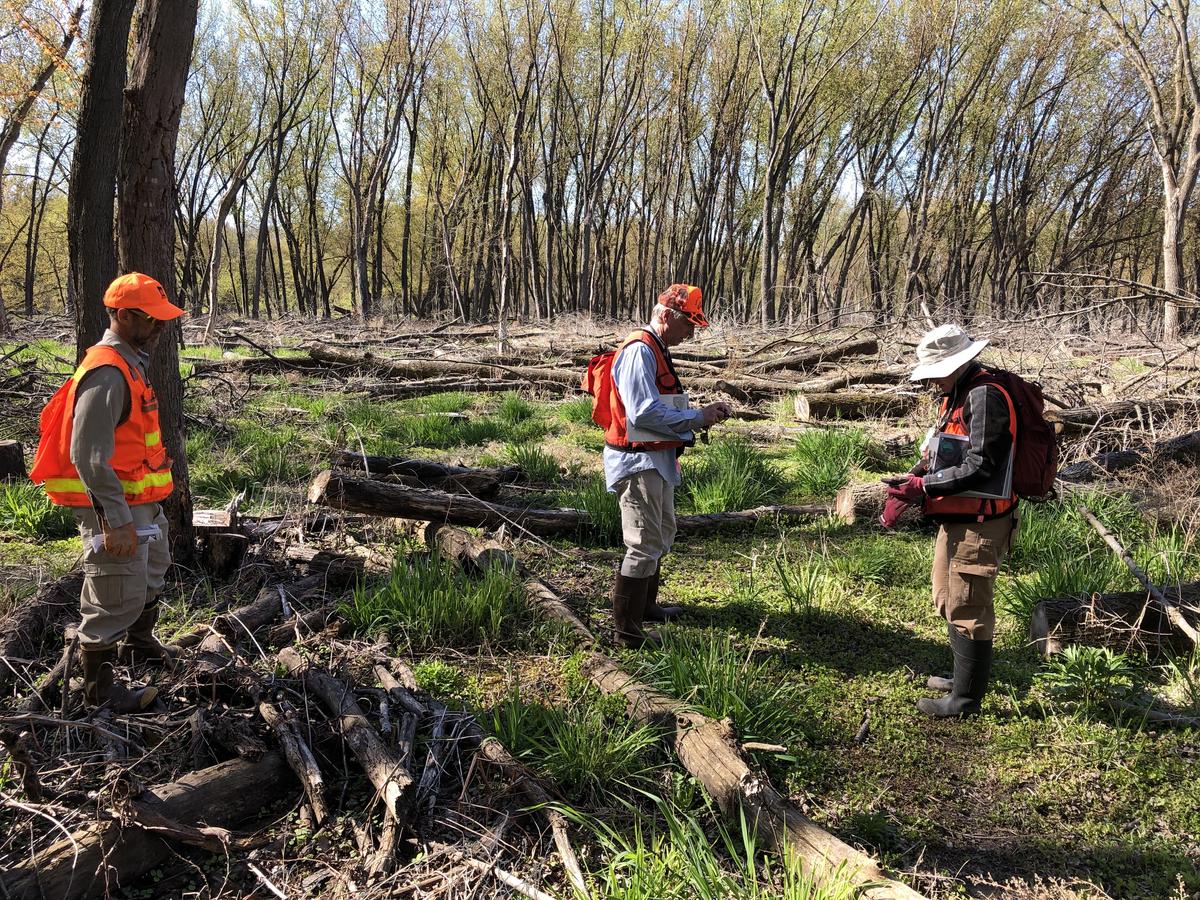 Forestry staff assess regeneration in a gap harvest area in spring 2021.