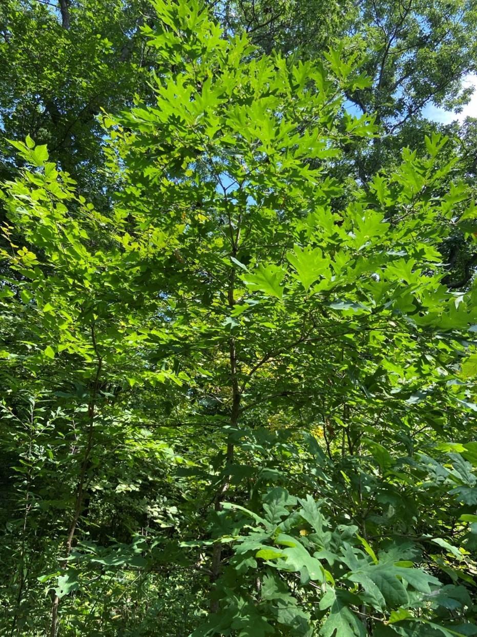 Oak saplings 14 years after planting.