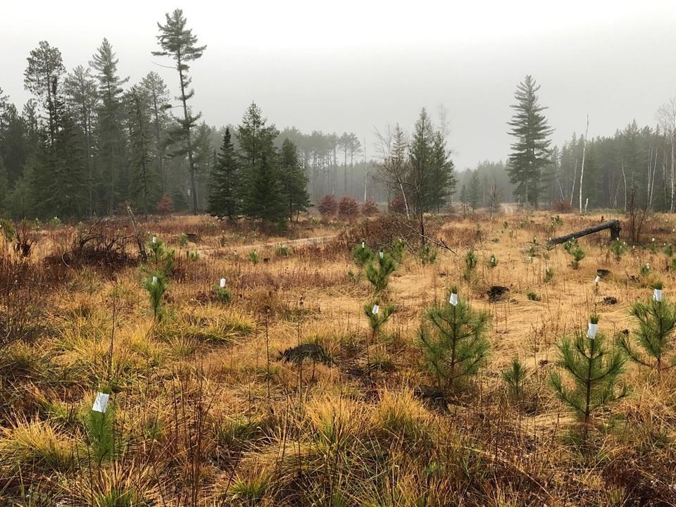 Photo of regenerating and protected red pine.
