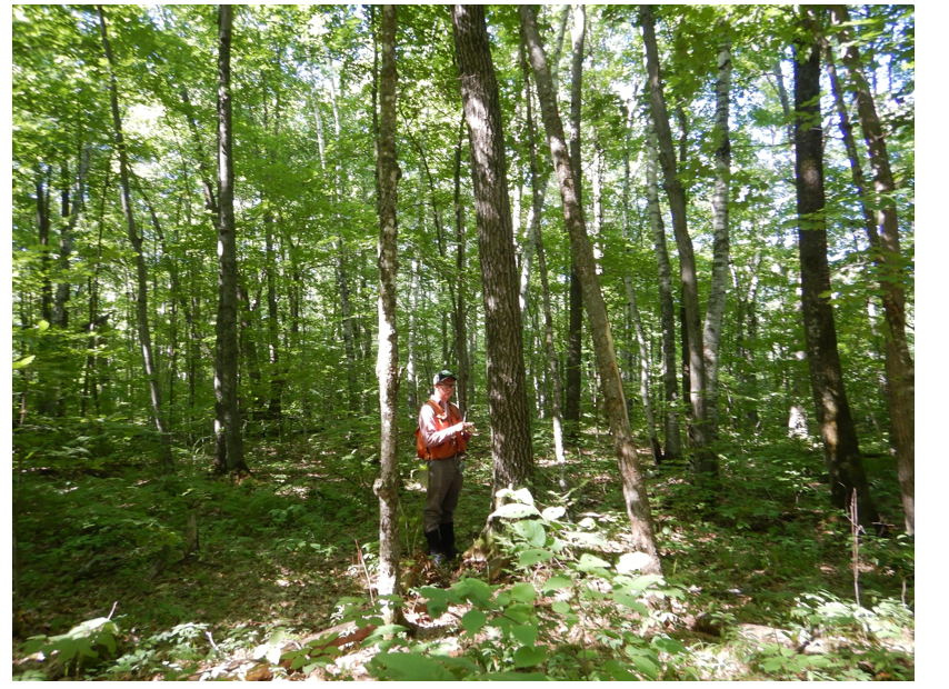 Forester taking an increment core on a red oak tree to assess radial growth since thinning