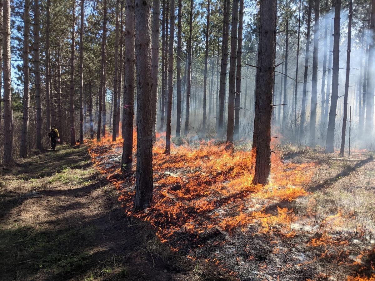 A prescribed fire steward monitors the burn unit perimeter as fire works its way through the understory of the red pine-canopied stand. Photo by Kyle Gill, May 17, 2022.