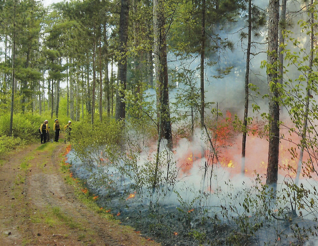 Foresters burning the study site.