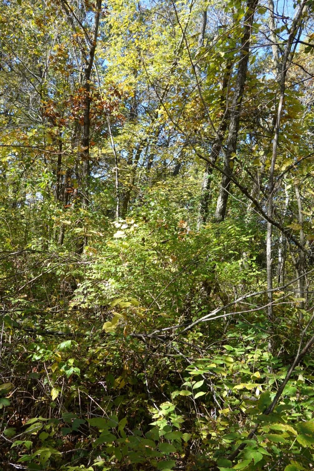 A 2020 photo of a portion of the stand that had a clearcut with reserves harvest in 1995/96. The stand was quite variable in overstory density and species composition as of 2020