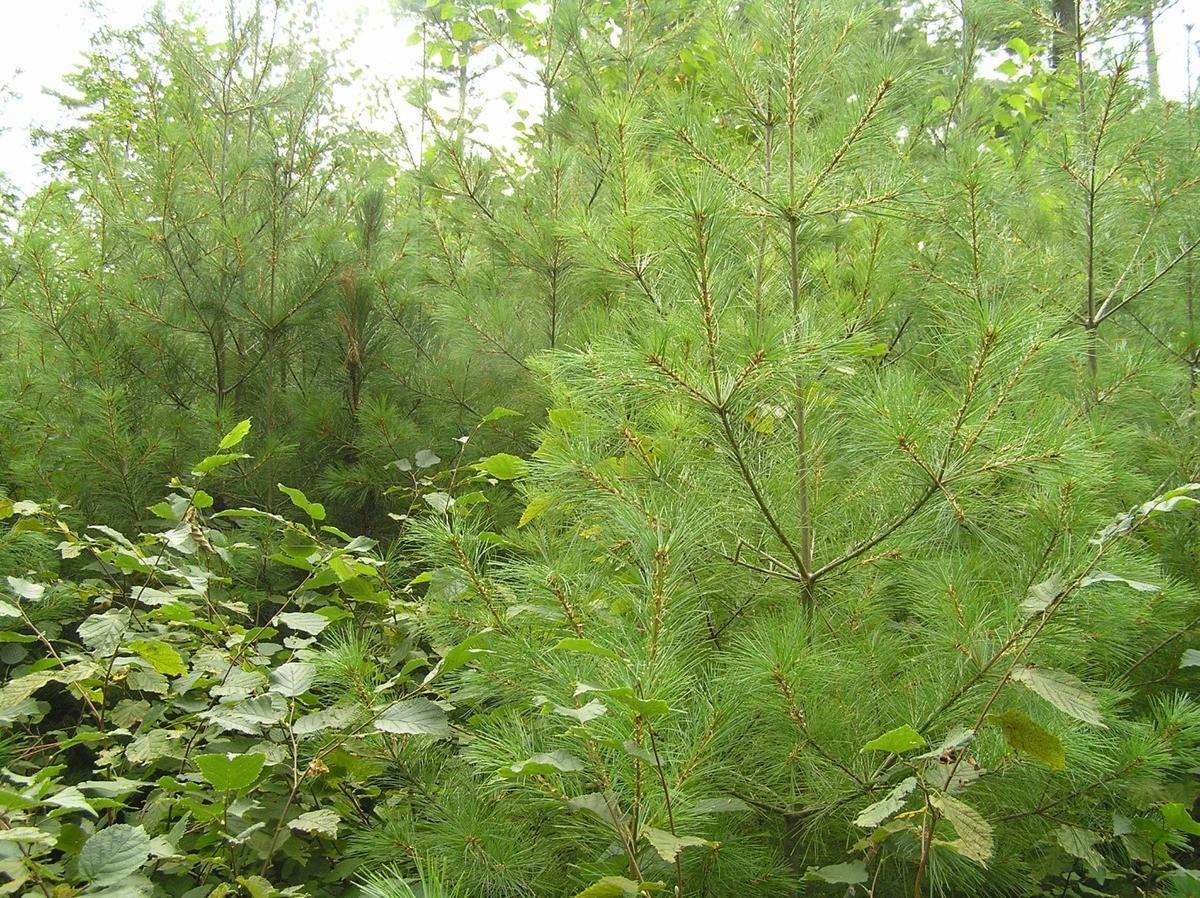 Abundant white pine regeneration on the study site in 2016